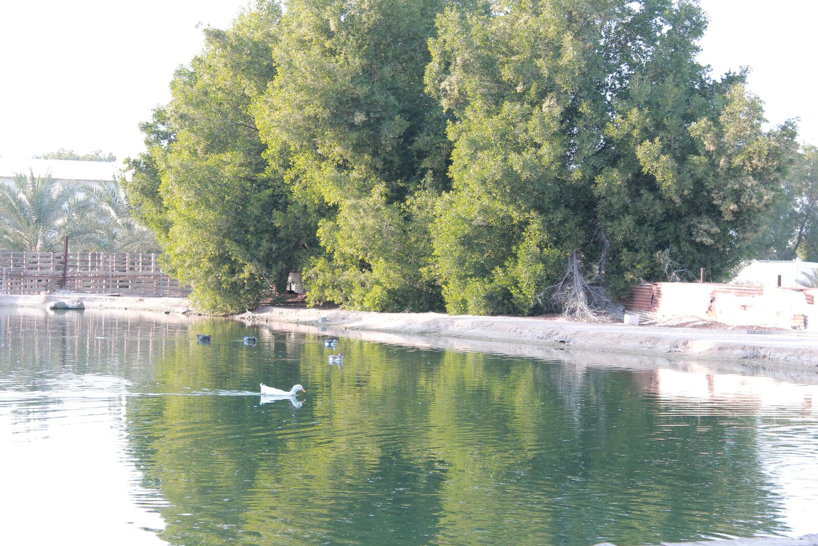 Canon EOS 60D sample photo. Nature, lake, swan photography