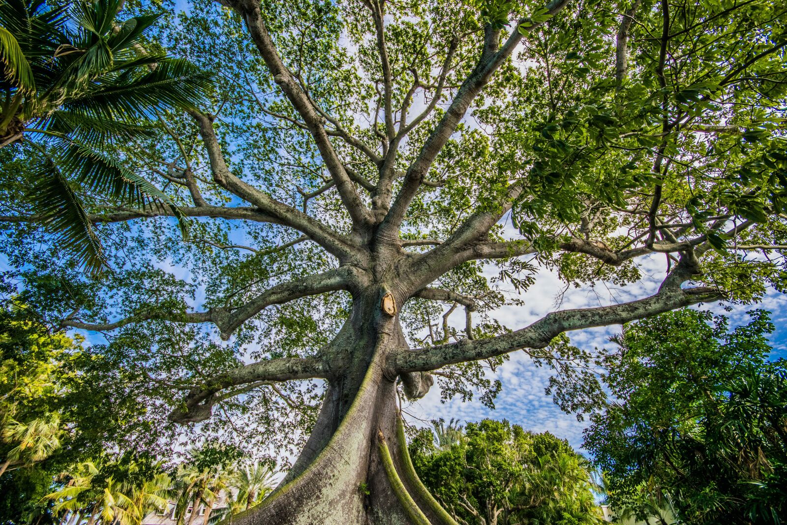 Nikon D5300 sample photo. Tree, nature, wood photography