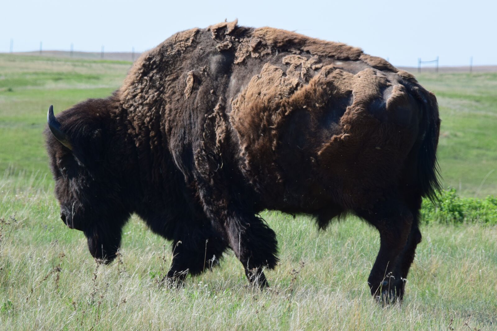 Nikon D3300 sample photo. Buffalo, bison, wildlife photography