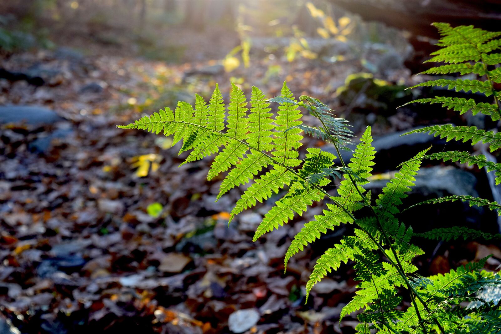 Nikon D3300 sample photo. Fern, green, backlit photography