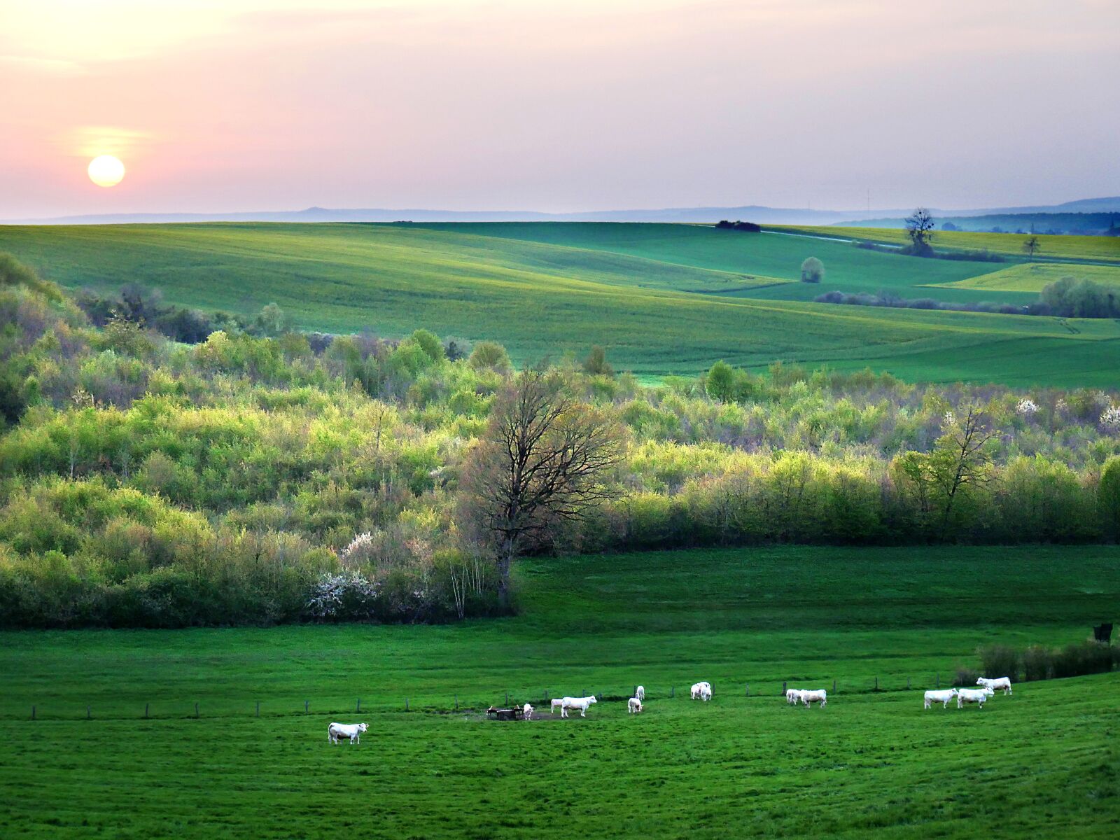 Panasonic Lumix DMC-GX8 sample photo. Countryside, cows, twilight photography