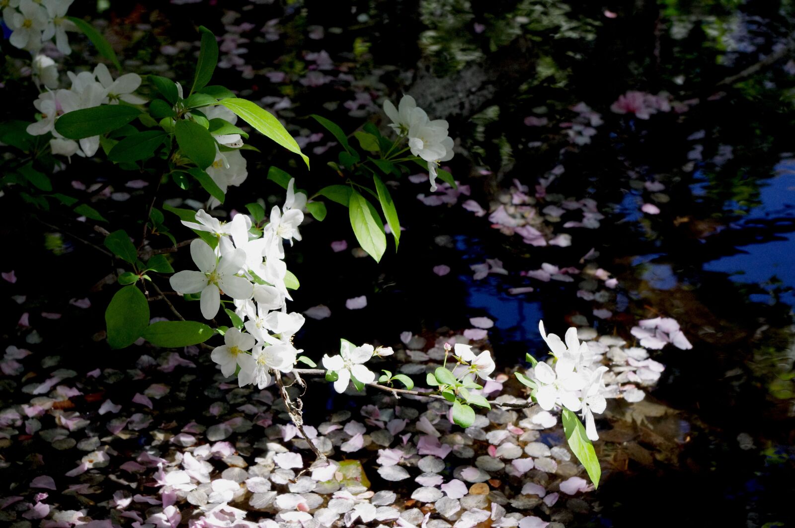 Pentax K-r sample photo. Flowers, white, petals photography