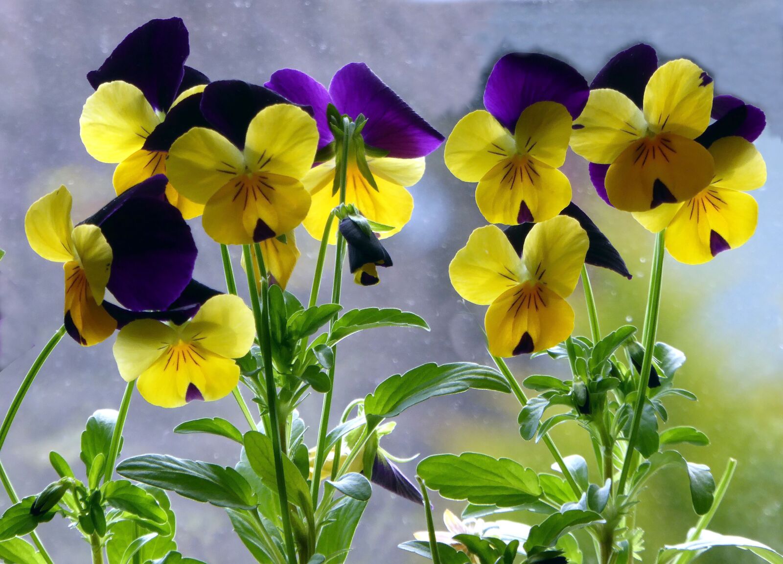 Panasonic DMC-TZ61 sample photo. 400–500, spring, close up photography