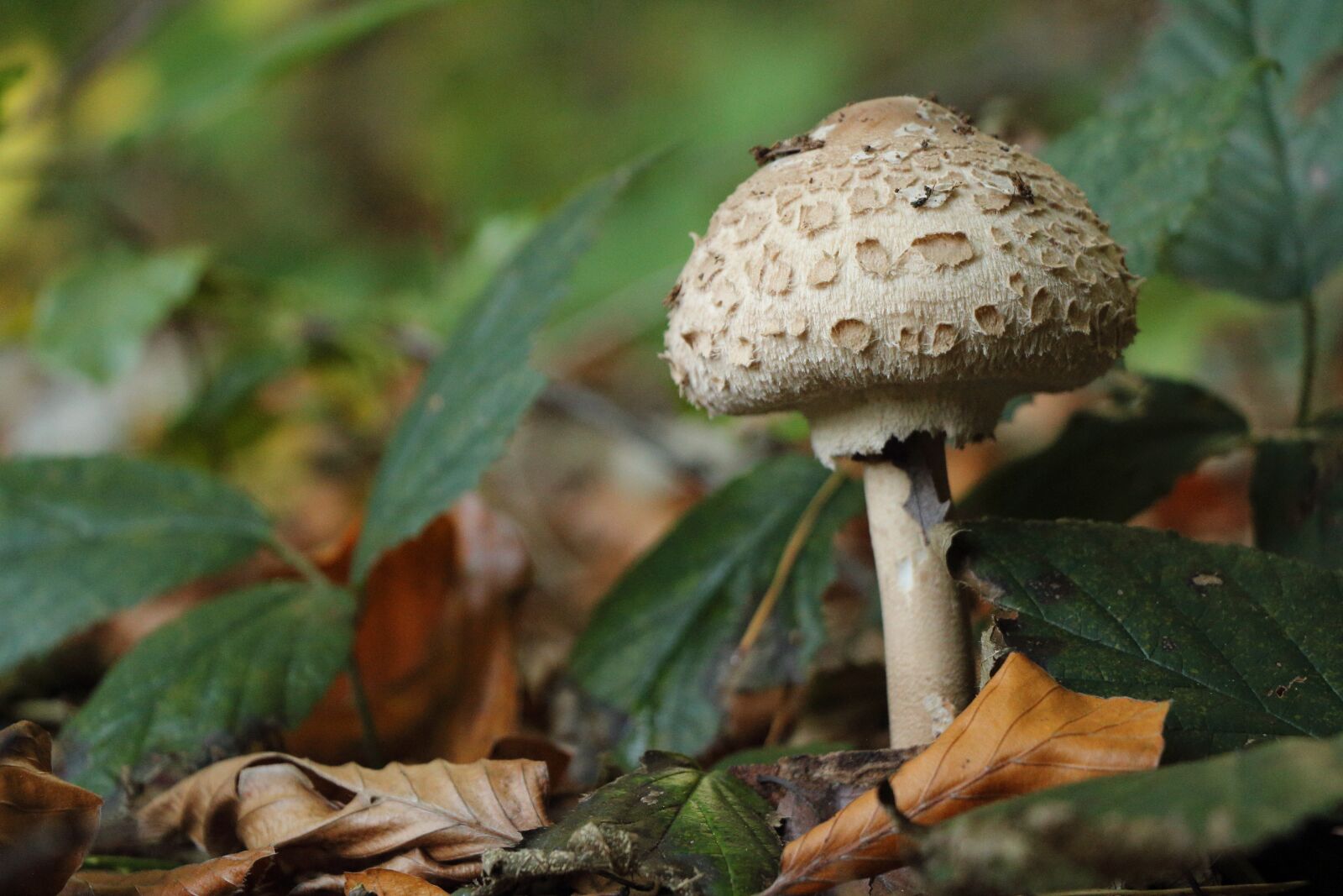 Canon EOS 650D (EOS Rebel T4i / EOS Kiss X6i) sample photo. Forest, mushroom, schirmling photography