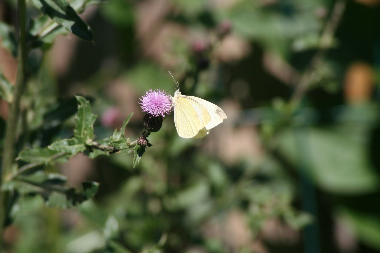 Canon EOS 350D (EOS Digital Rebel XT / EOS Kiss Digital N) sample photo. Butterfly, nature, summer photography