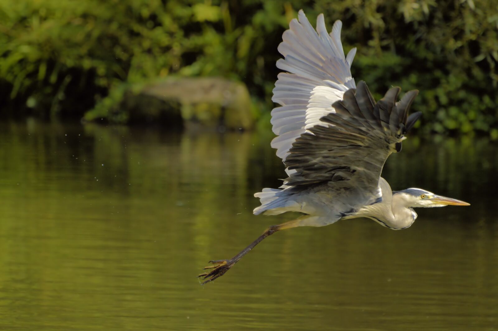 Nikon D3200 sample photo. Grey heron, nature, heron photography