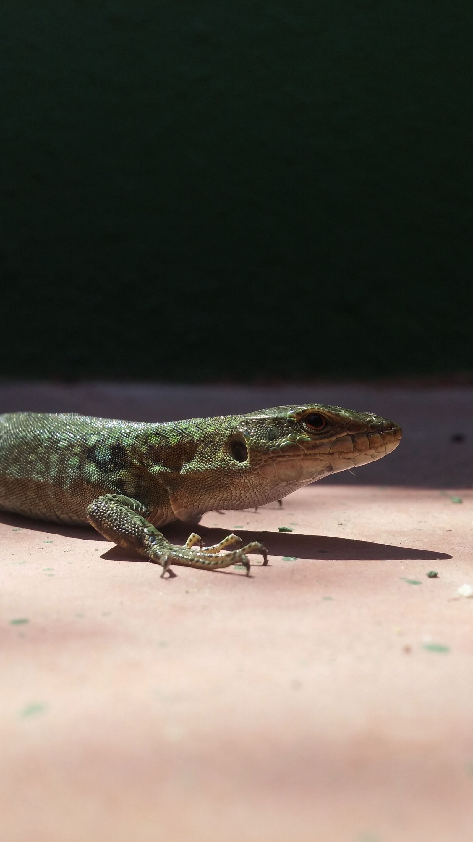 LG G3 sample photo. Lizard, animal, green photography