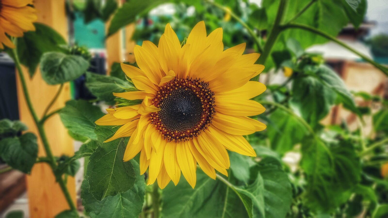 Xiaomi Mi 9 Lite sample photo. Sunflower, flower, summer photography