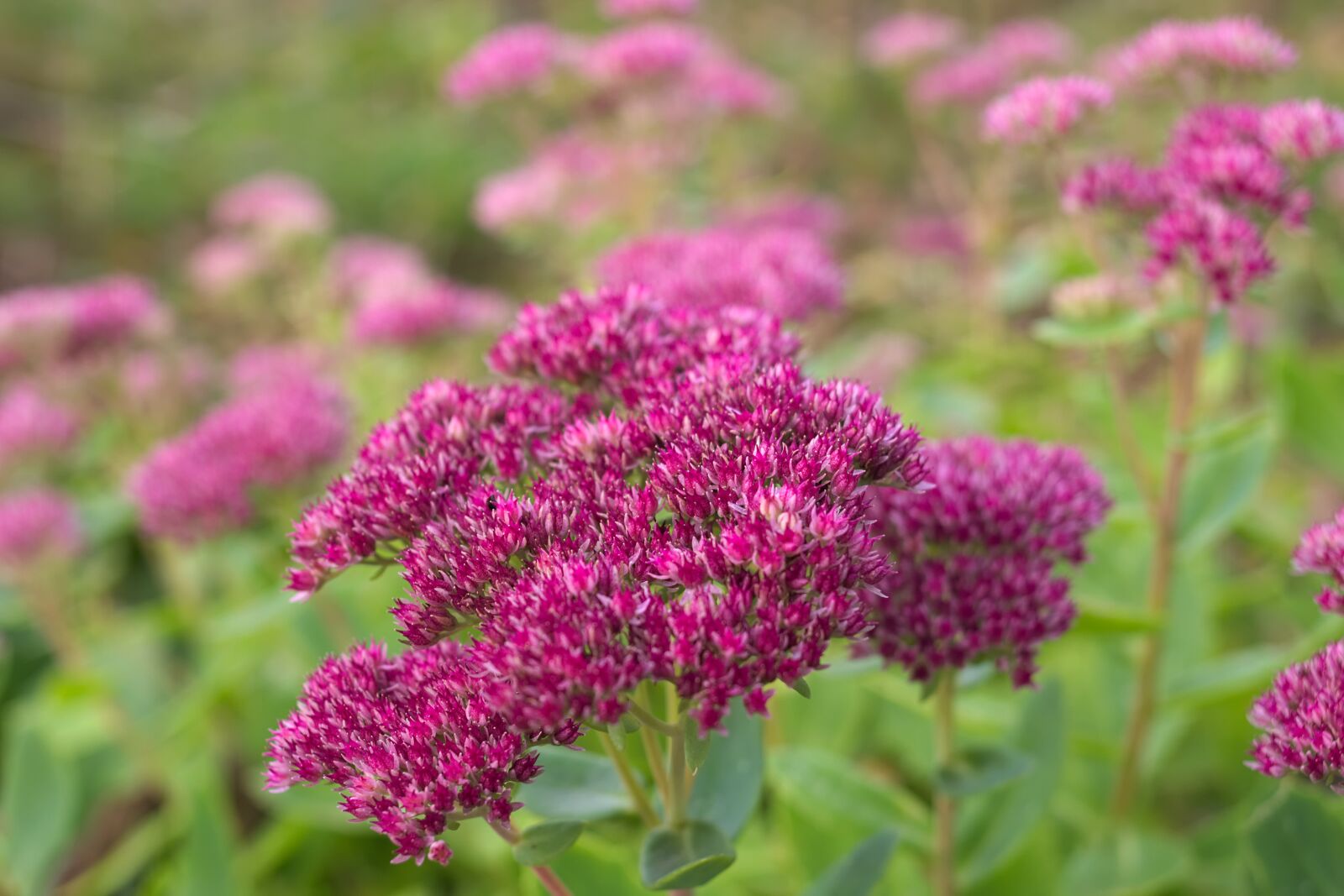 Pentax K-70 sample photo. Nature, macro, hylotelephium photography