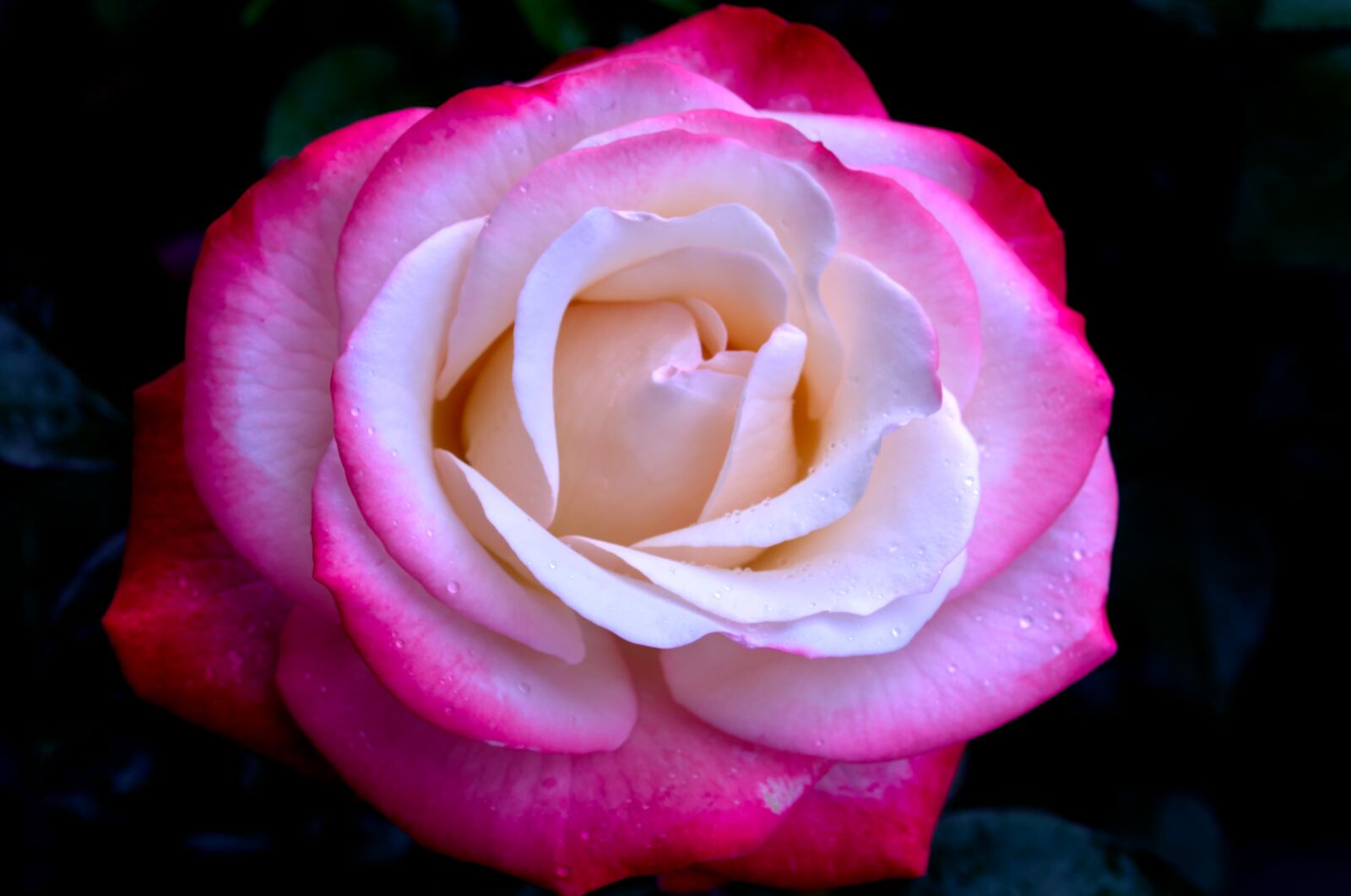 Nikon D5100 sample photo. Pink, purple, nostalgia photography