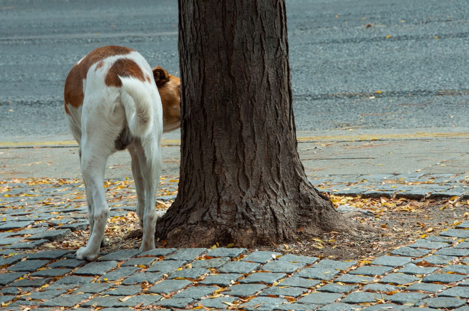 Nikon D90 sample photo. Tree, dog, pee photography