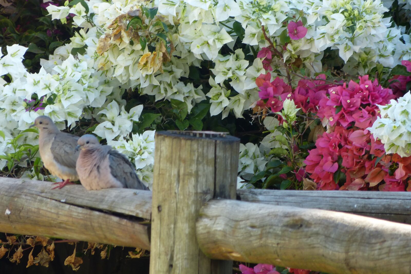 Panasonic Lumix DMC-FZ150 sample photo. Flower, nature, birds photography