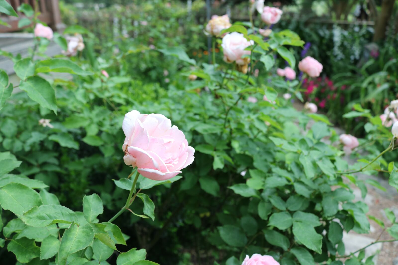 Canon EOS 750D (EOS Rebel T6i / EOS Kiss X8i) sample photo. Rose, garden, zoom photography