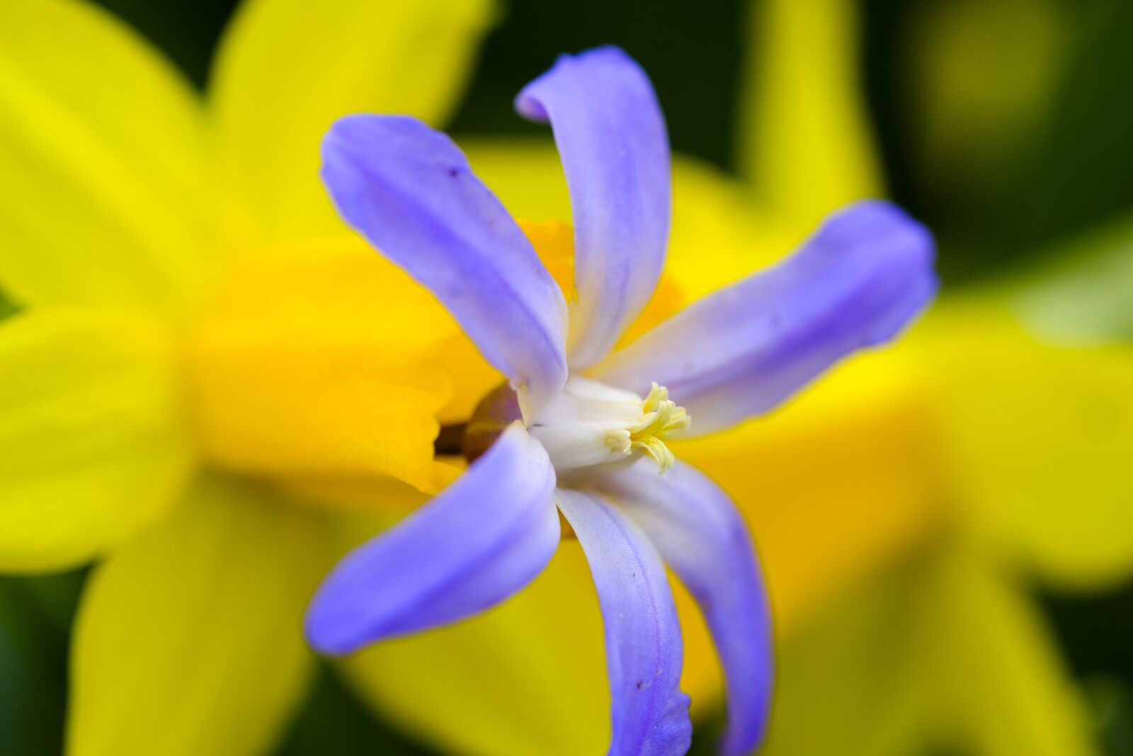 Fujifilm X-T2 + Fujifilm XF 80mm F2.8 R LM OIS WR Macro sample photo. Star hyacinth, snow pride photography