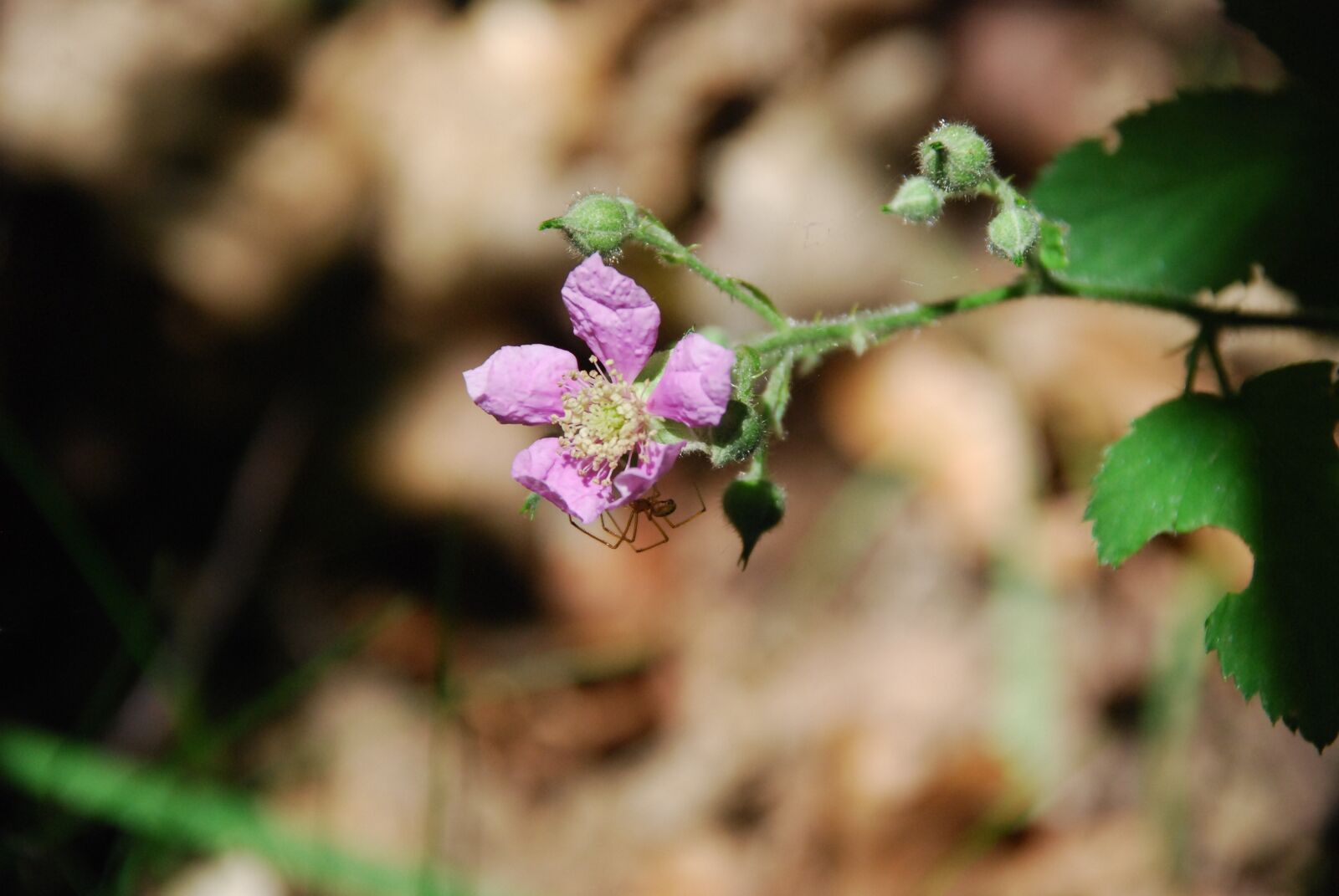 Nikon D80 sample photo. Blossom, bloom, wild fruit photography