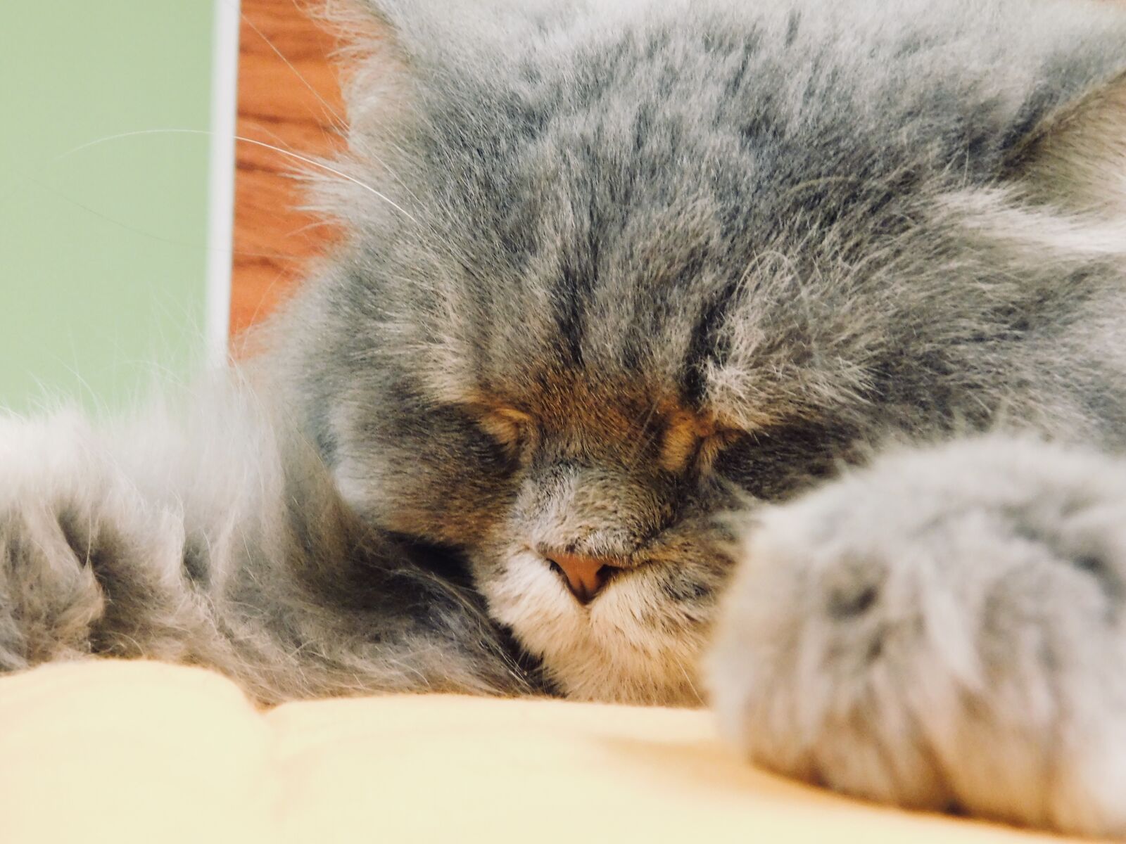 Nikon Coolpix B500 sample photo. Animal, asleep, cats, concentration photography