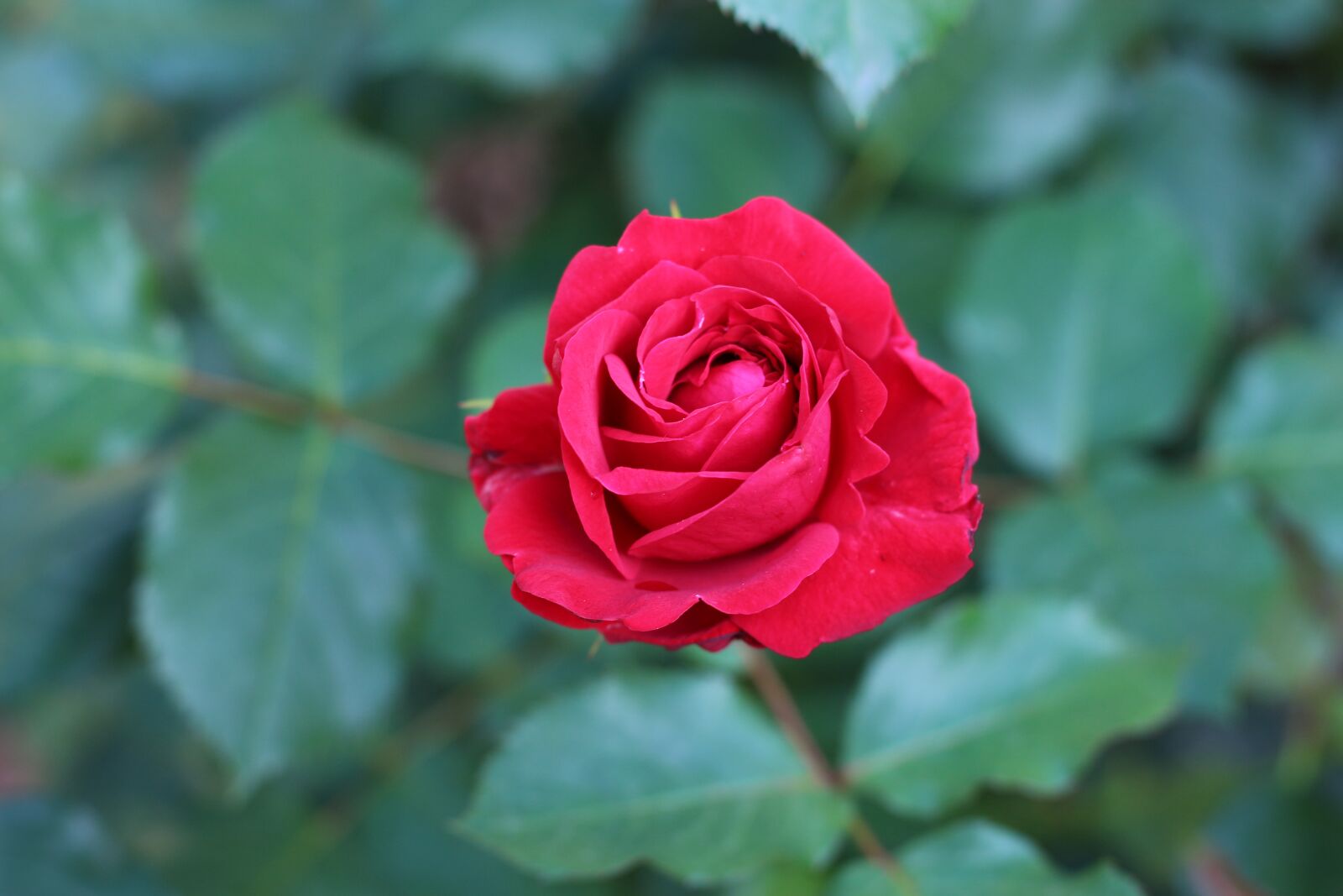 Canon EOS 700D (EOS Rebel T5i / EOS Kiss X7i) sample photo. Nature, spring, garden photography