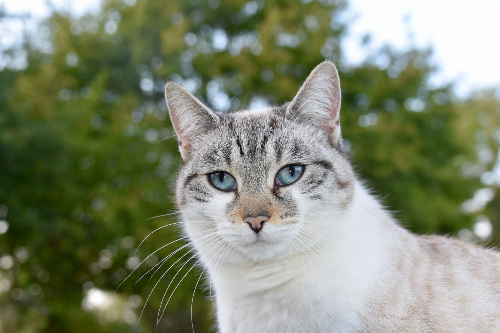 Nikon D5600 sample photo. Cat, alley cat, portrait photography