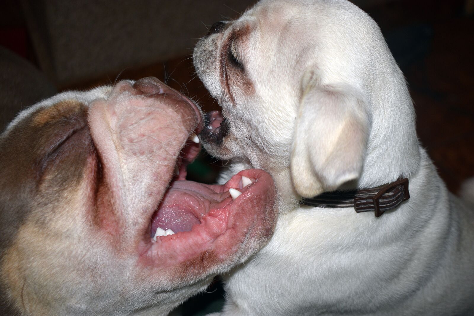 Nikon D3400 sample photo. Dogs, puppies, fun photography