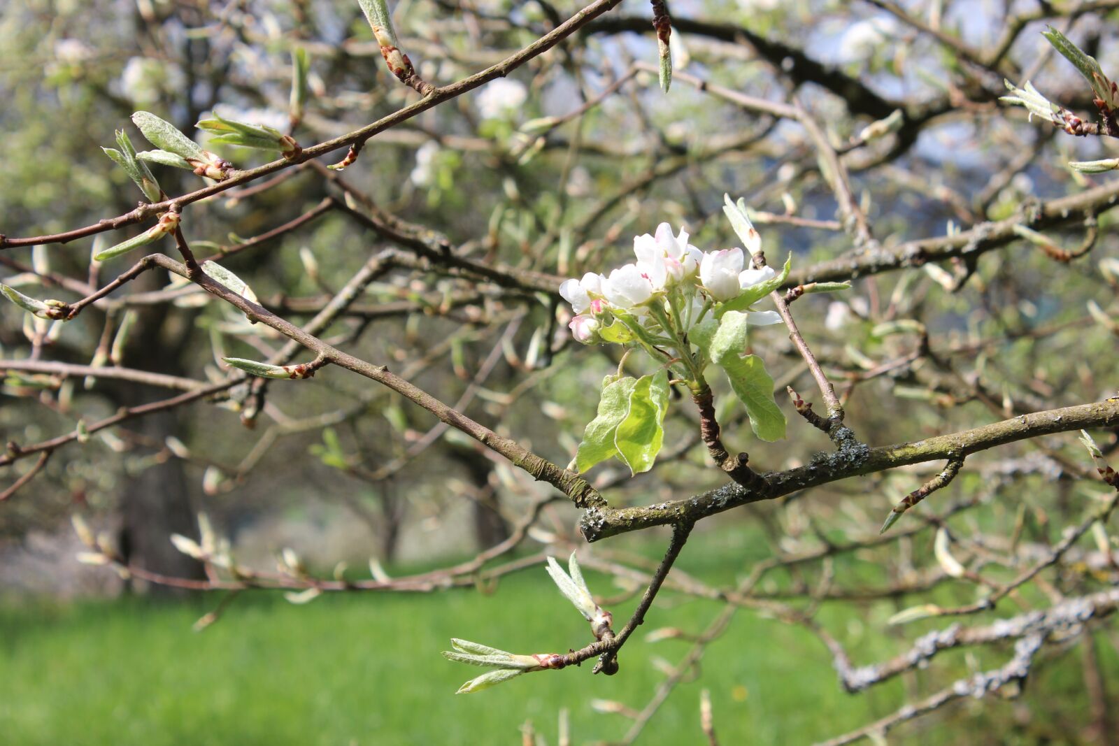 Canon EOS 600D (Rebel EOS T3i / EOS Kiss X5) sample photo. Blossom, bloom, branch photography