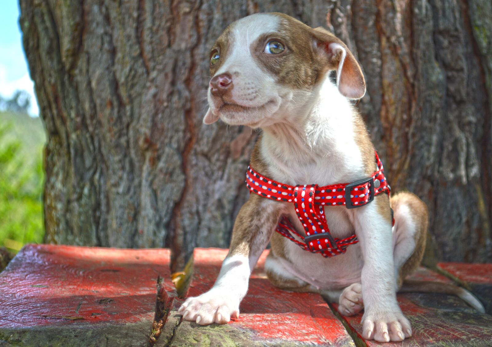 Nikon D3200 sample photo. Puppy, cachorra, dog photography
