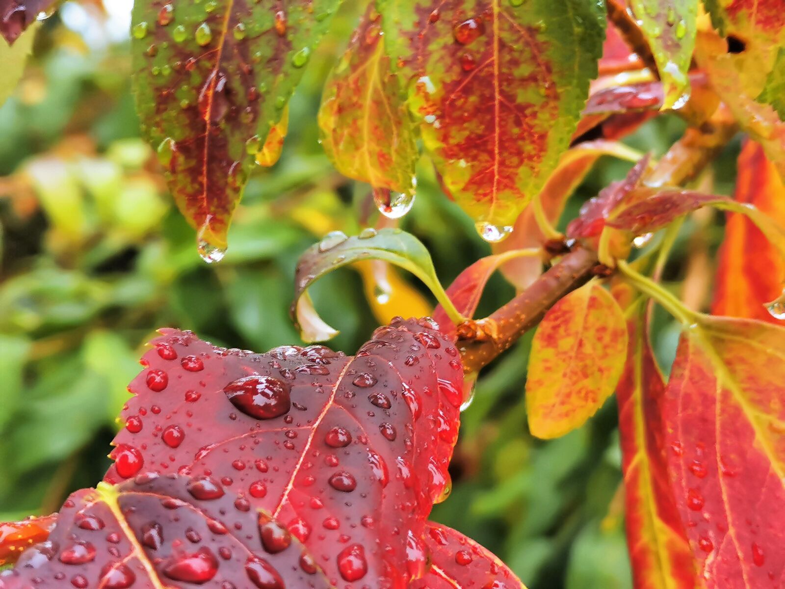 HUAWEI P30 sample photo. Autumn, colorful leaves in photography