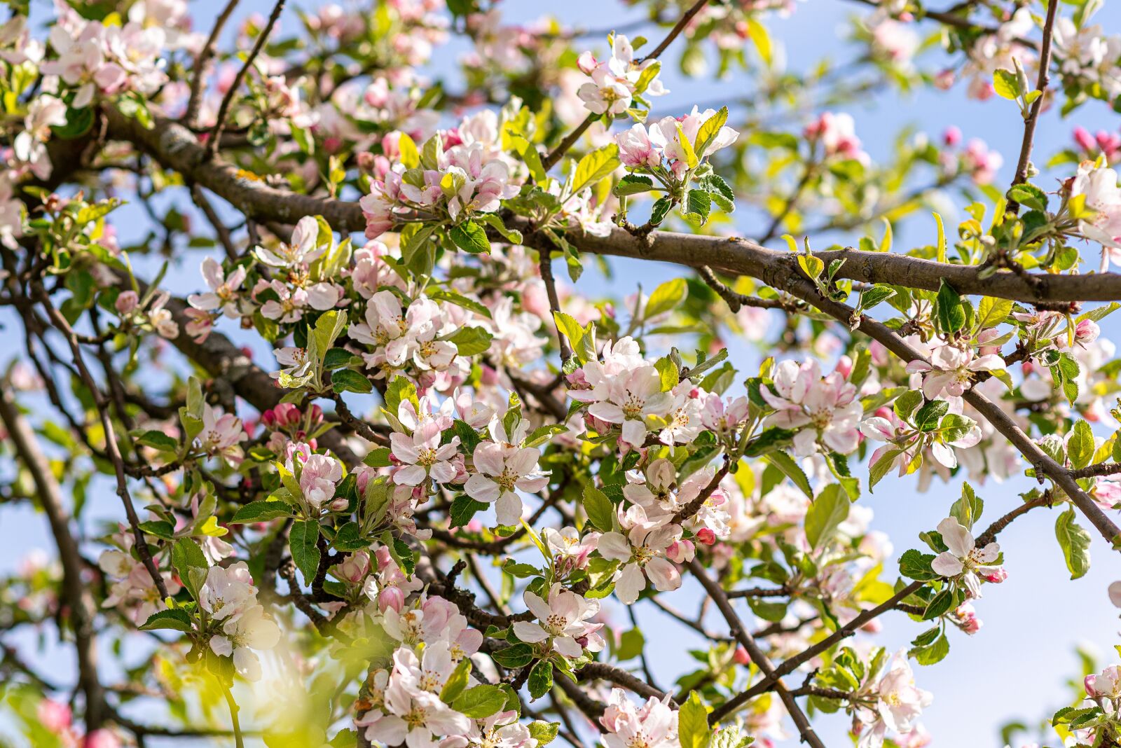 Nikon D750 sample photo. Flowers, nature, tree photography