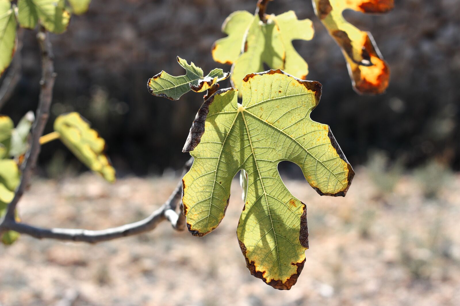 Canon EOS 1200D (EOS Rebel T5 / EOS Kiss X70 / EOS Hi) + Canon EF 50mm F1.8 STM sample photo. Leaves, fig tree, tree photography