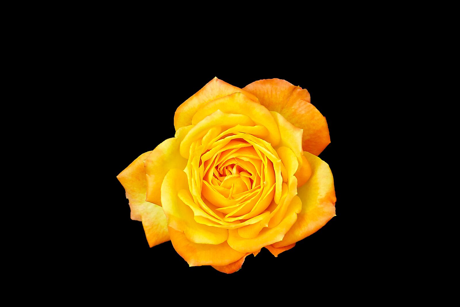 Panasonic Lumix DMC-FZ150 sample photo. Rose, orange, free photography