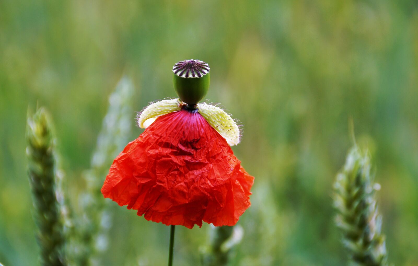 Sony SLT-A58 sample photo. Poppy, doll, wolf photography