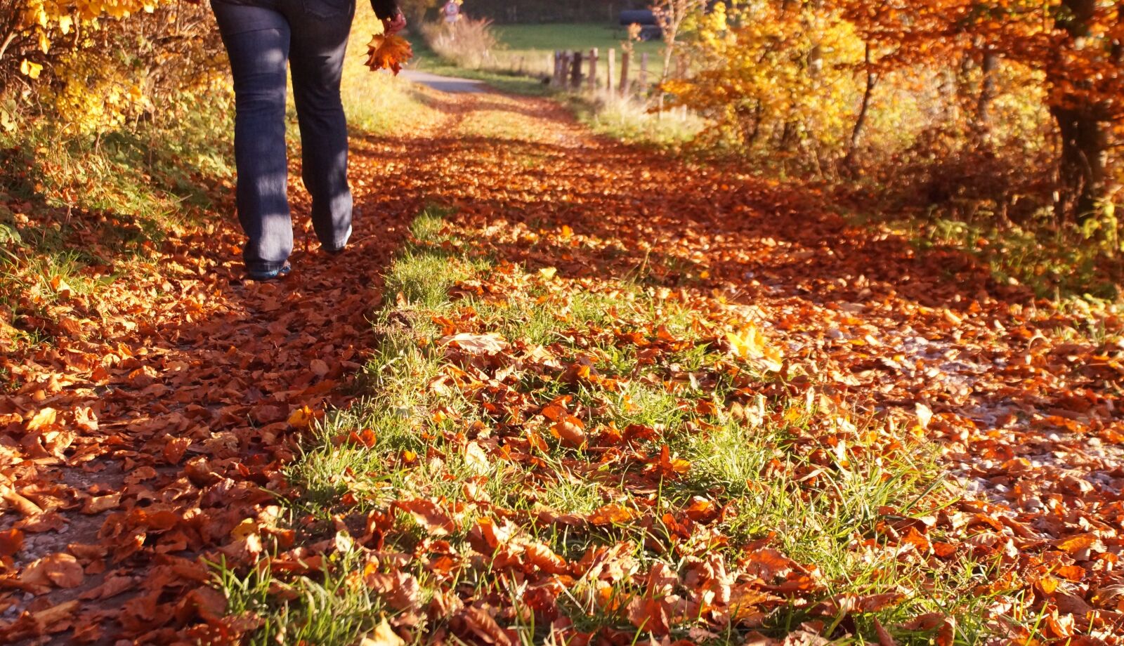 24mm F2.8 sample photo. Autumn, walk, autumn colours photography