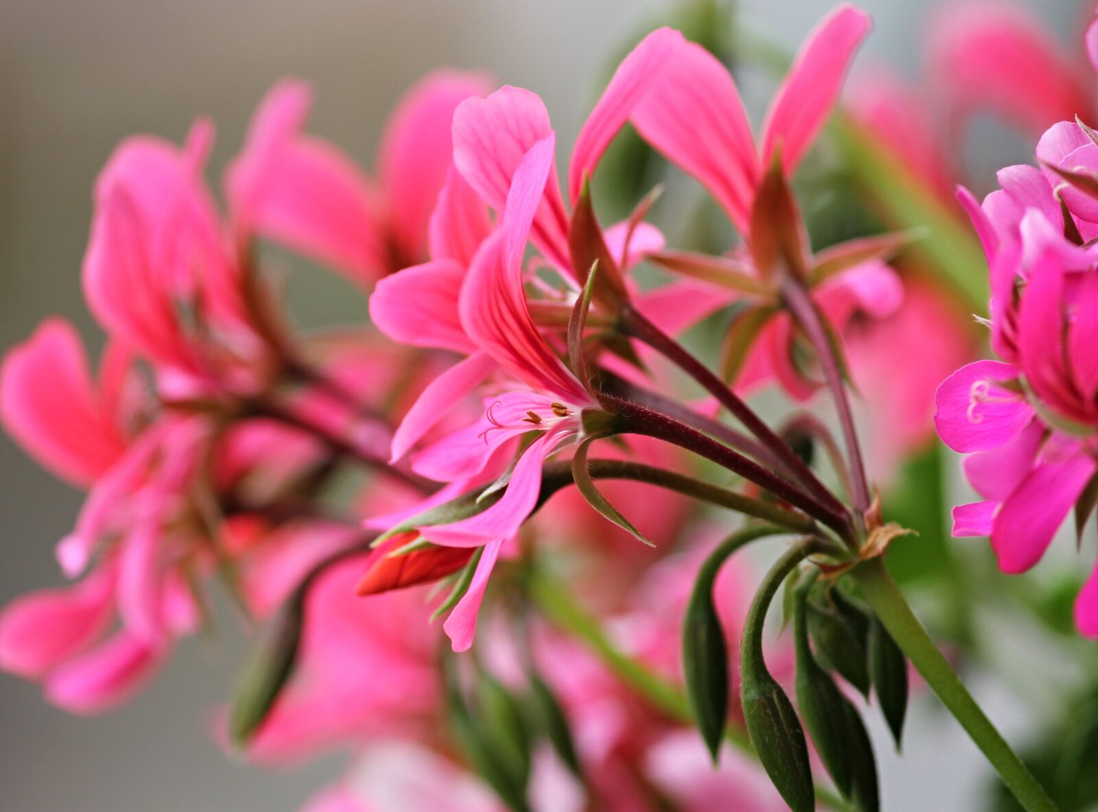 Canon EOS 1100D (EOS Rebel T3 / EOS Kiss X50) sample photo. Geranium, flowers, balcony plant photography