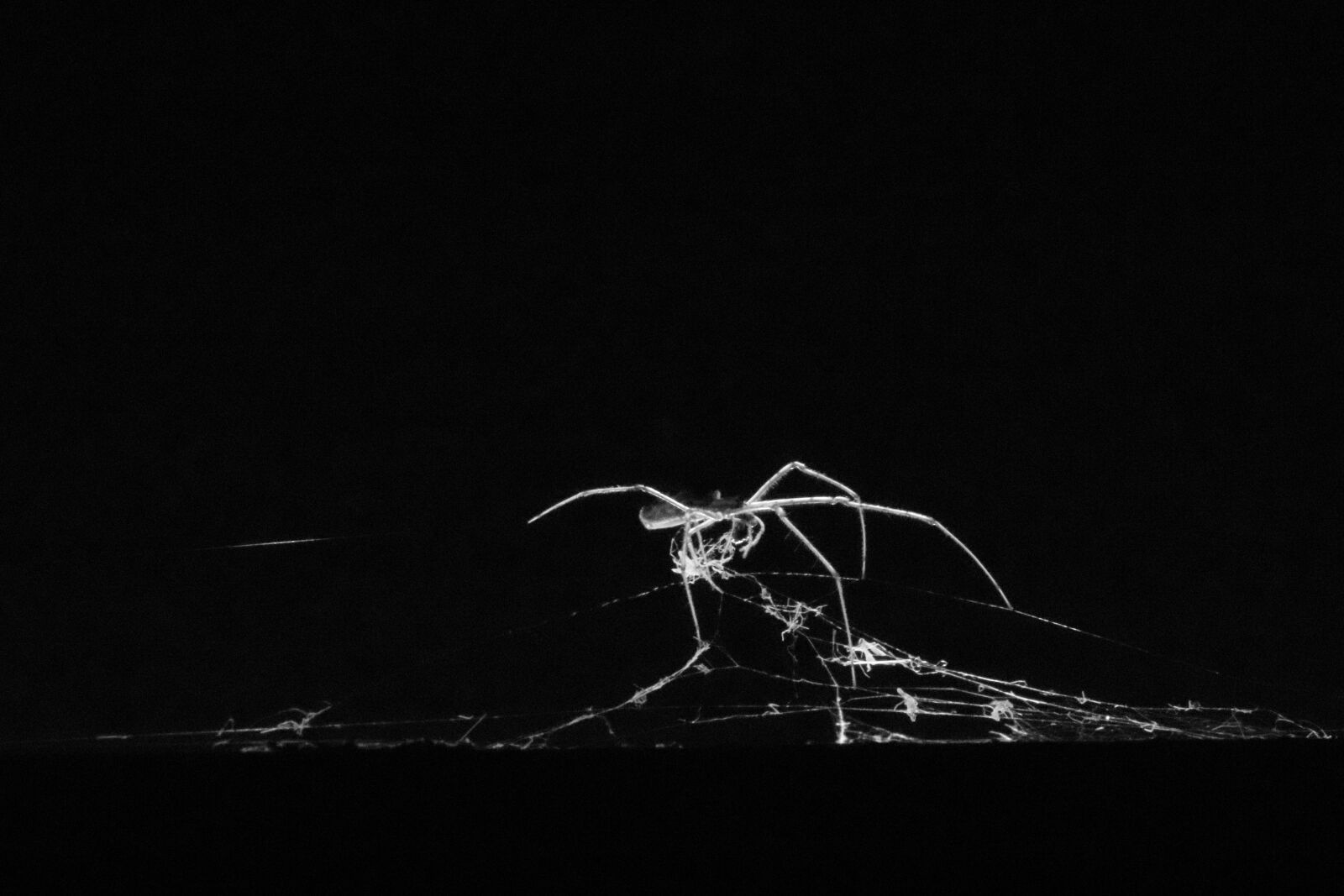 Canon EOS 200D (EOS Rebel SL2 / EOS Kiss X9) sample photo. Spider, black and white photography