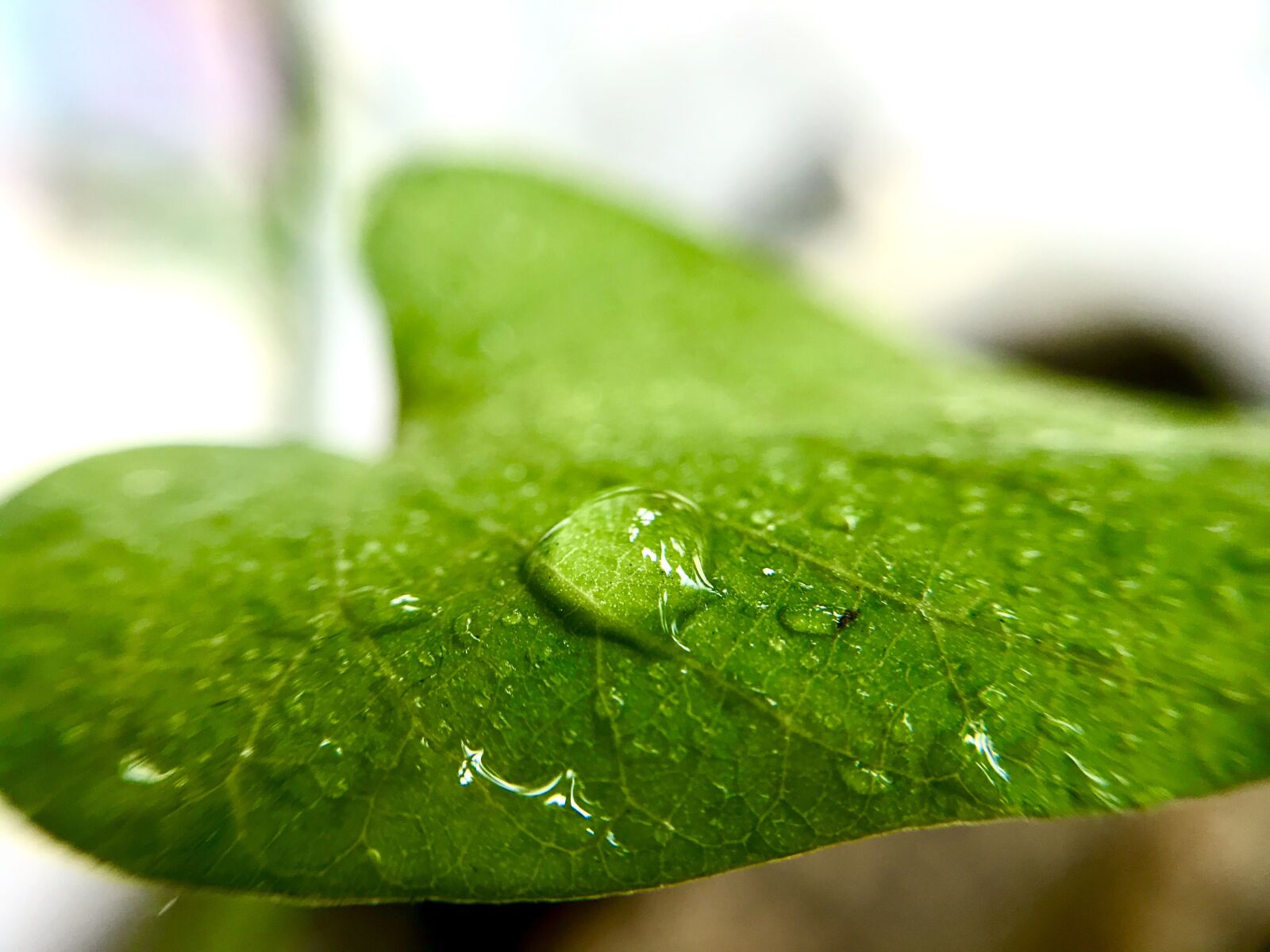 iPhone 7 back camera 3.99mm f/1.8 sample photo. Drop, leaf, rain photography
