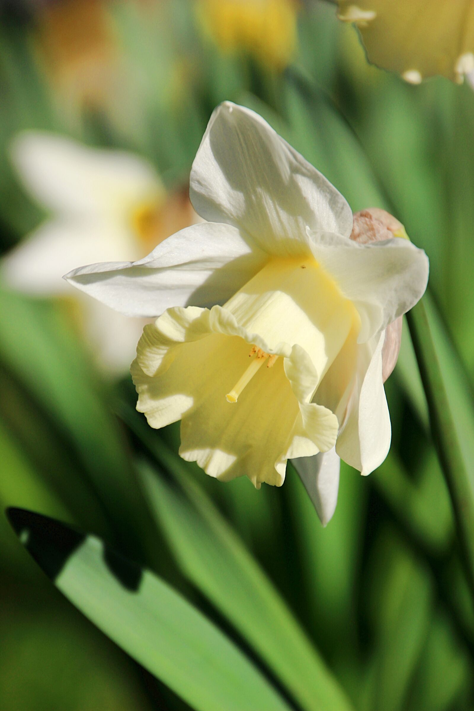 Canon EOS 600D (Rebel EOS T3i / EOS Kiss X5) sample photo. Spring, flower, white photography