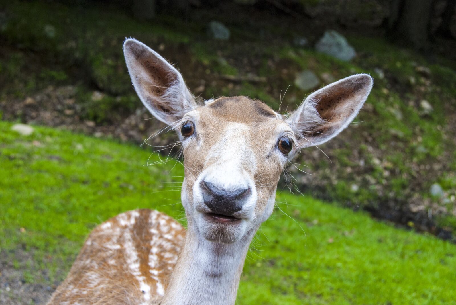 Nikon D80 sample photo. Canada, omega park, fauna photography