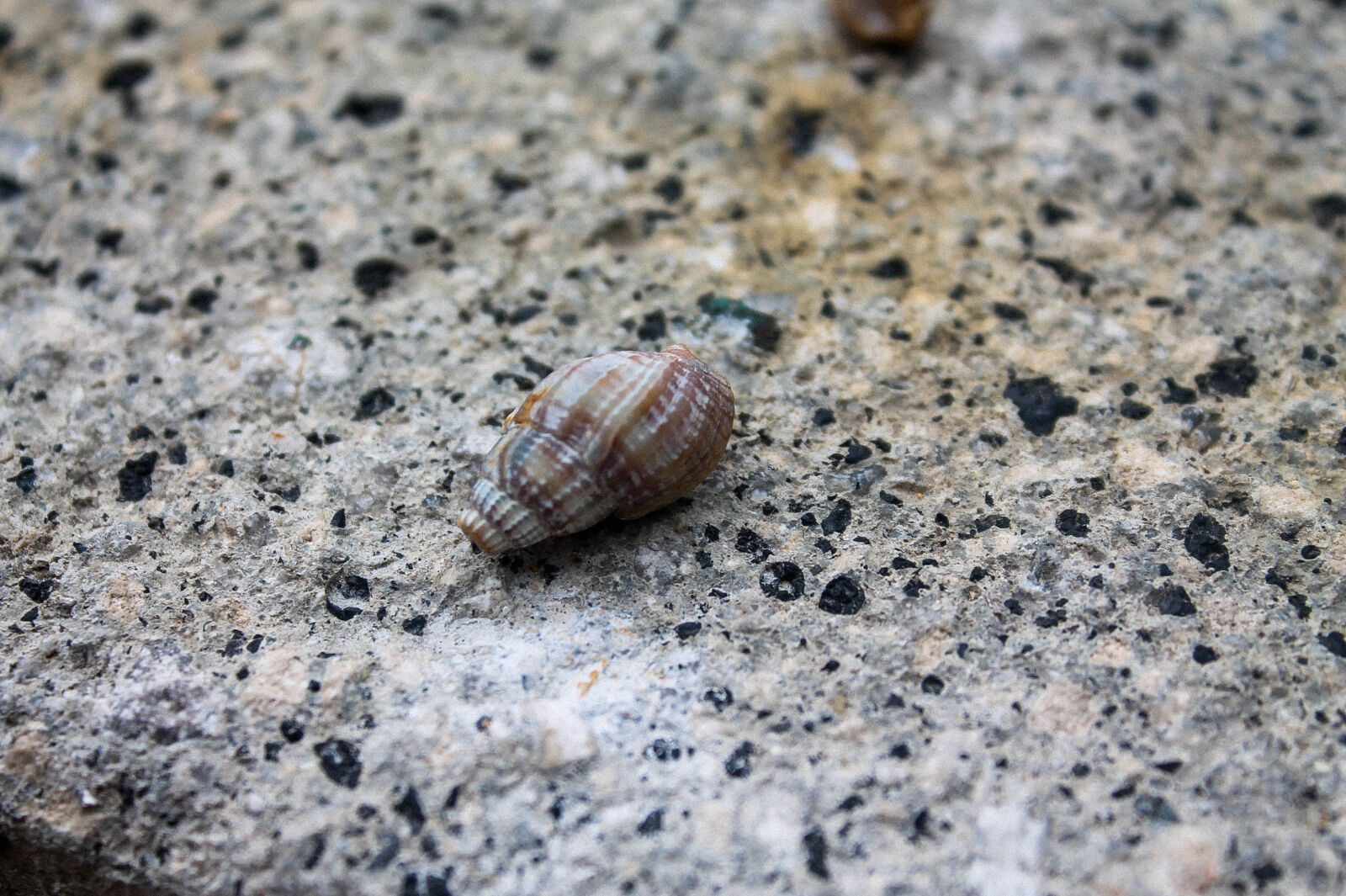 Canon EOS 1100D (EOS Rebel T3 / EOS Kiss X50) sample photo. Abstract, photo, detail, foot photography