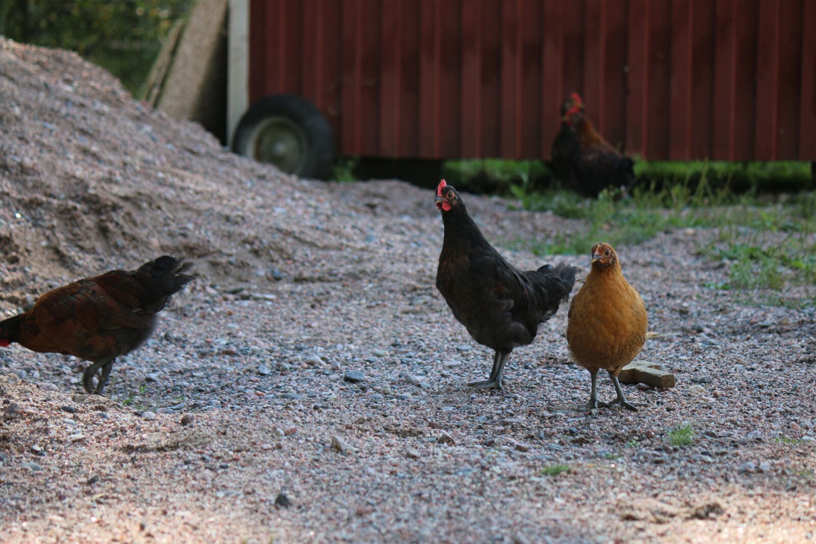 Canon EOS 70D + Canon EF-S 55-250mm F4-5.6 IS sample photo. Chicken, chick, farm photography