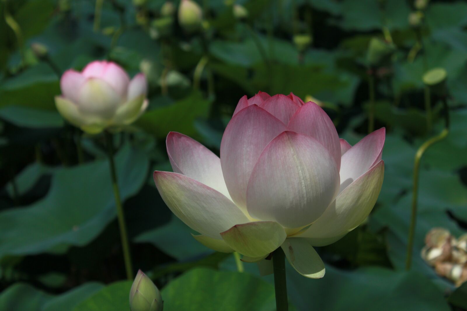 Canon EOS 500D (EOS Rebel T1i / EOS Kiss X3) sample photo. Kite, lotus, nature photography