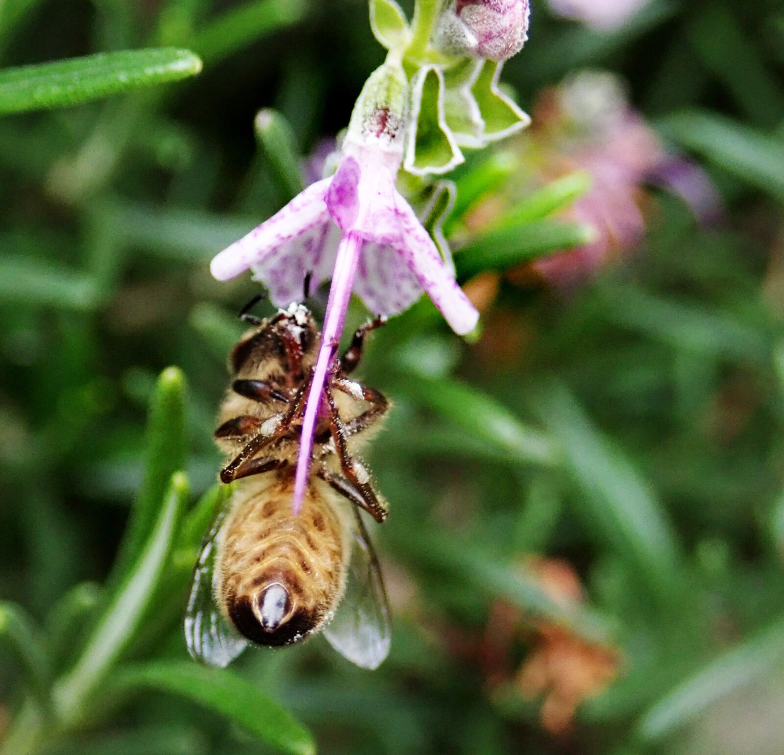 Olympus TG-5 sample photo. Bee, insect, pollen photography