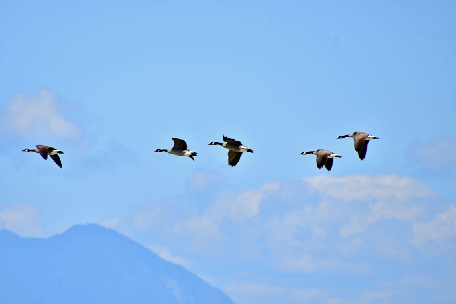 Nikon D7500 sample photo. Wild geese formation, wild photography