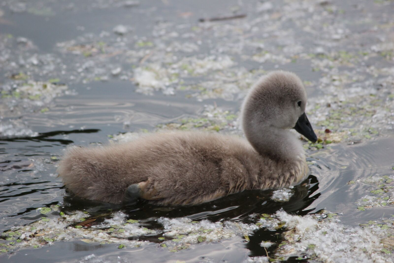 Canon EOS 600D (Rebel EOS T3i / EOS Kiss X5) sample photo. Waters, nature, bird photography