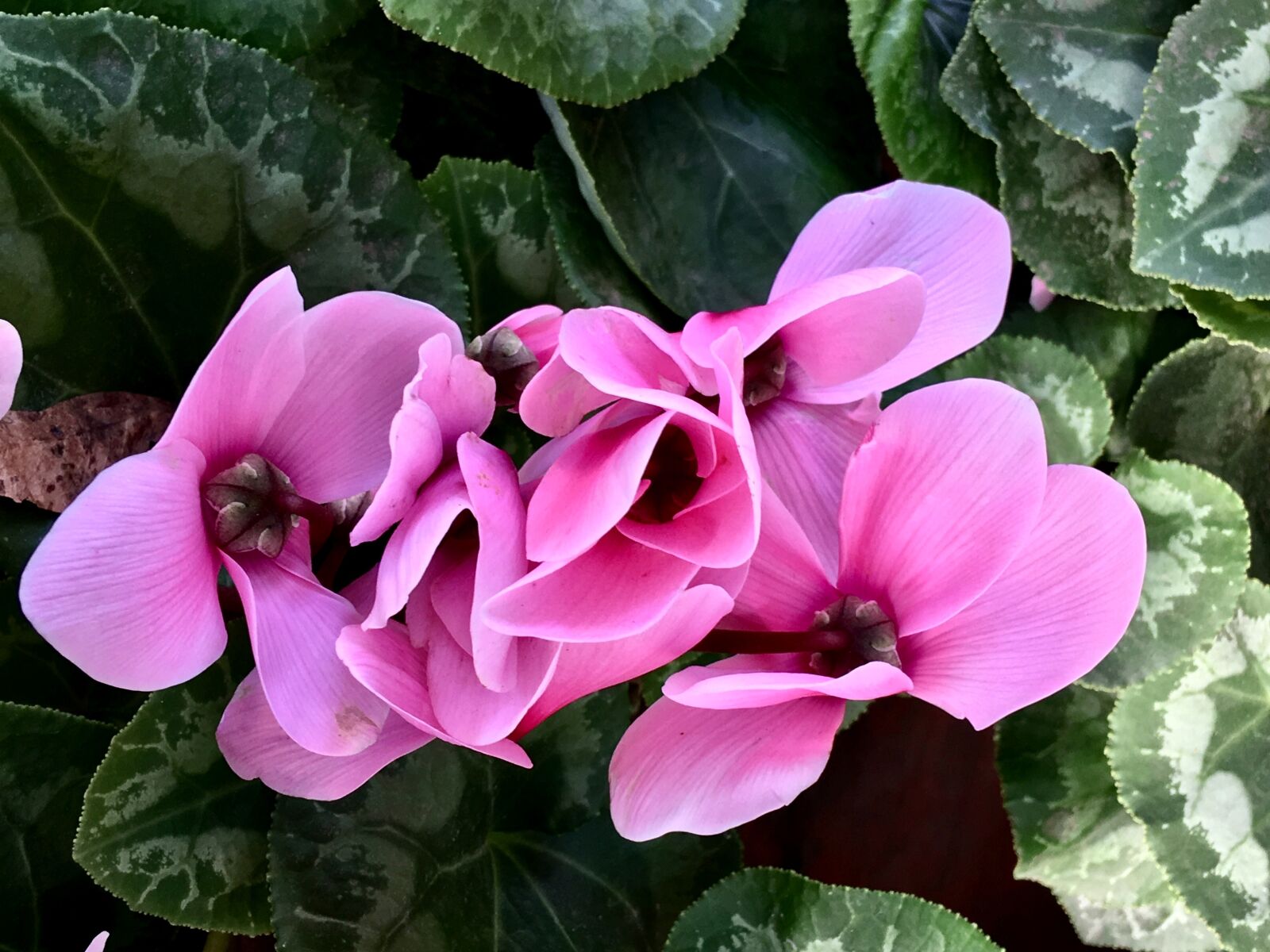iPhone 6s Plus back camera 4.15mm f/2.2 sample photo. Pink flower, pink petals photography