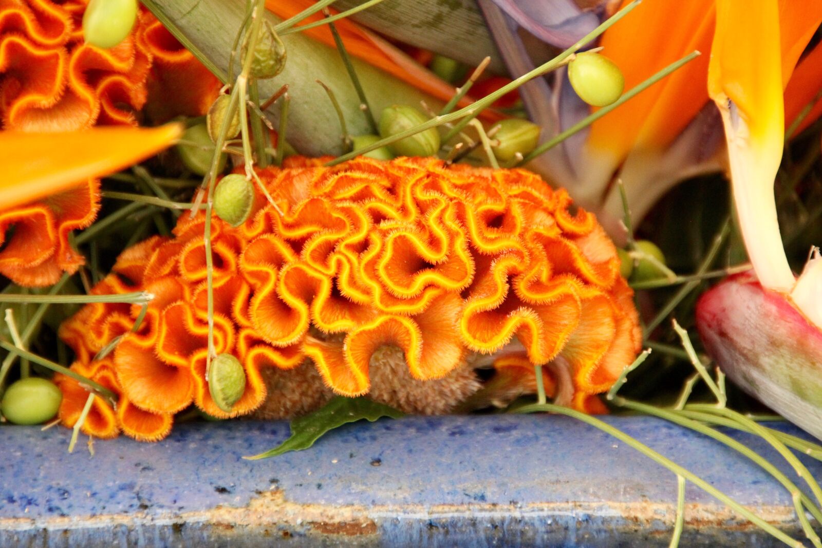 Canon EOS 60D sample photo. Celosia, celosia argentea, cristata photography