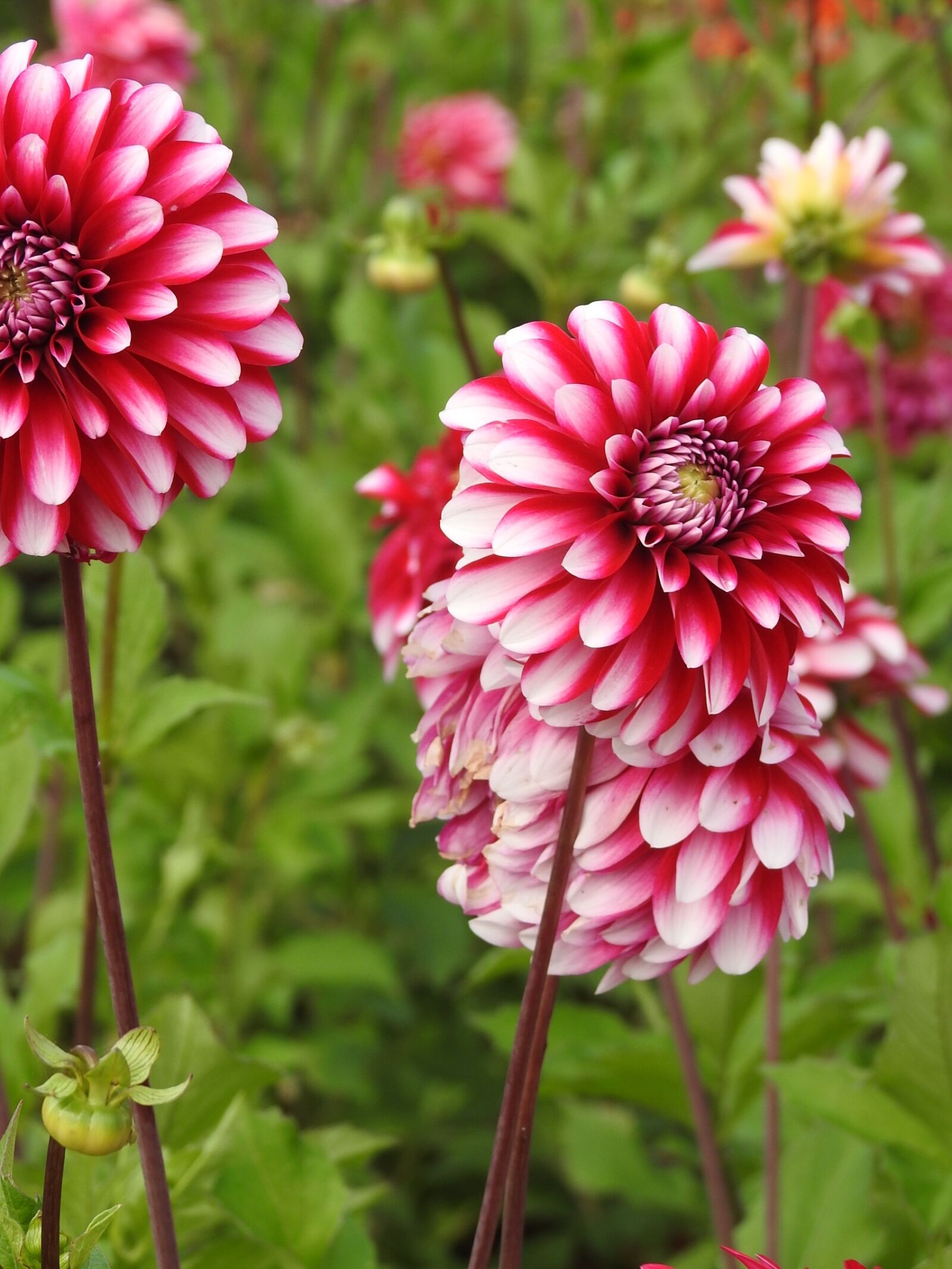 Nikon Coolpix P900 sample photo. Flowers, summer flowers, garden photography