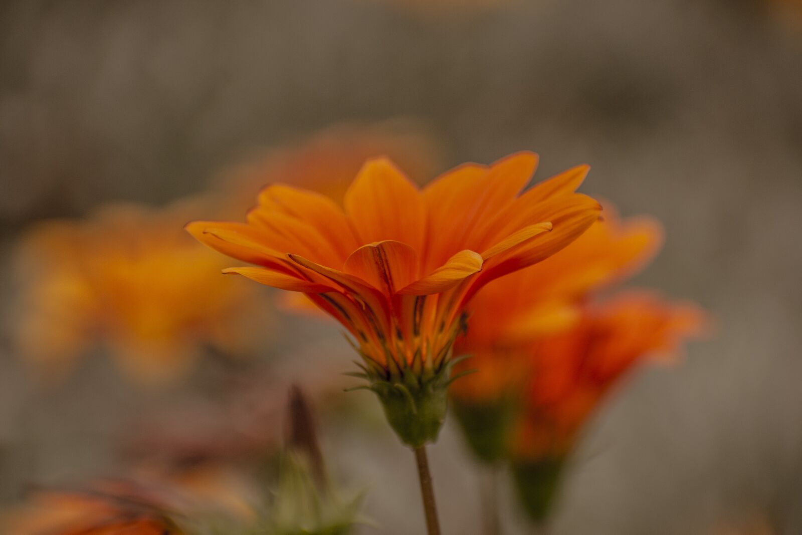 Nikon D600 sample photo. Flower, nature, spring photography