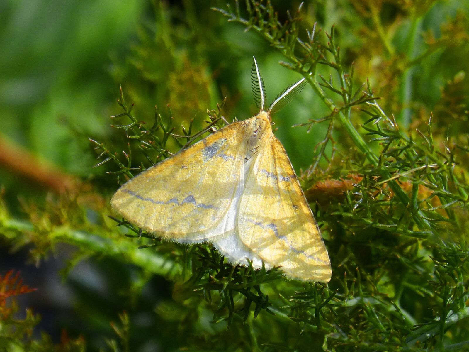 Panasonic DMC-FZ62 sample photo. Butterfly, orange moth, detail photography