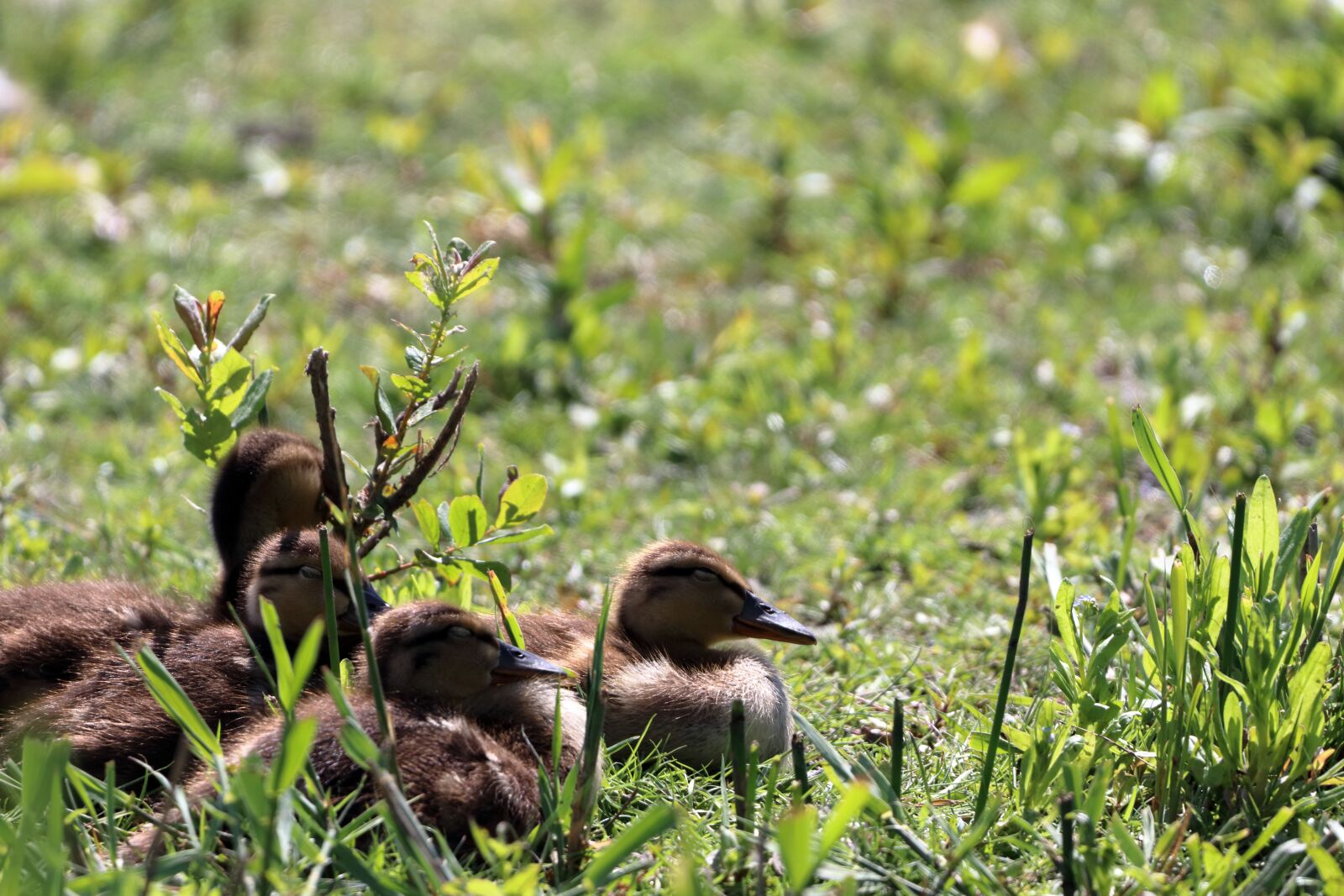 150-600mm F5-6.3 DG OS HSM | Contemporary 015 sample photo. Bird, nature, animal photography