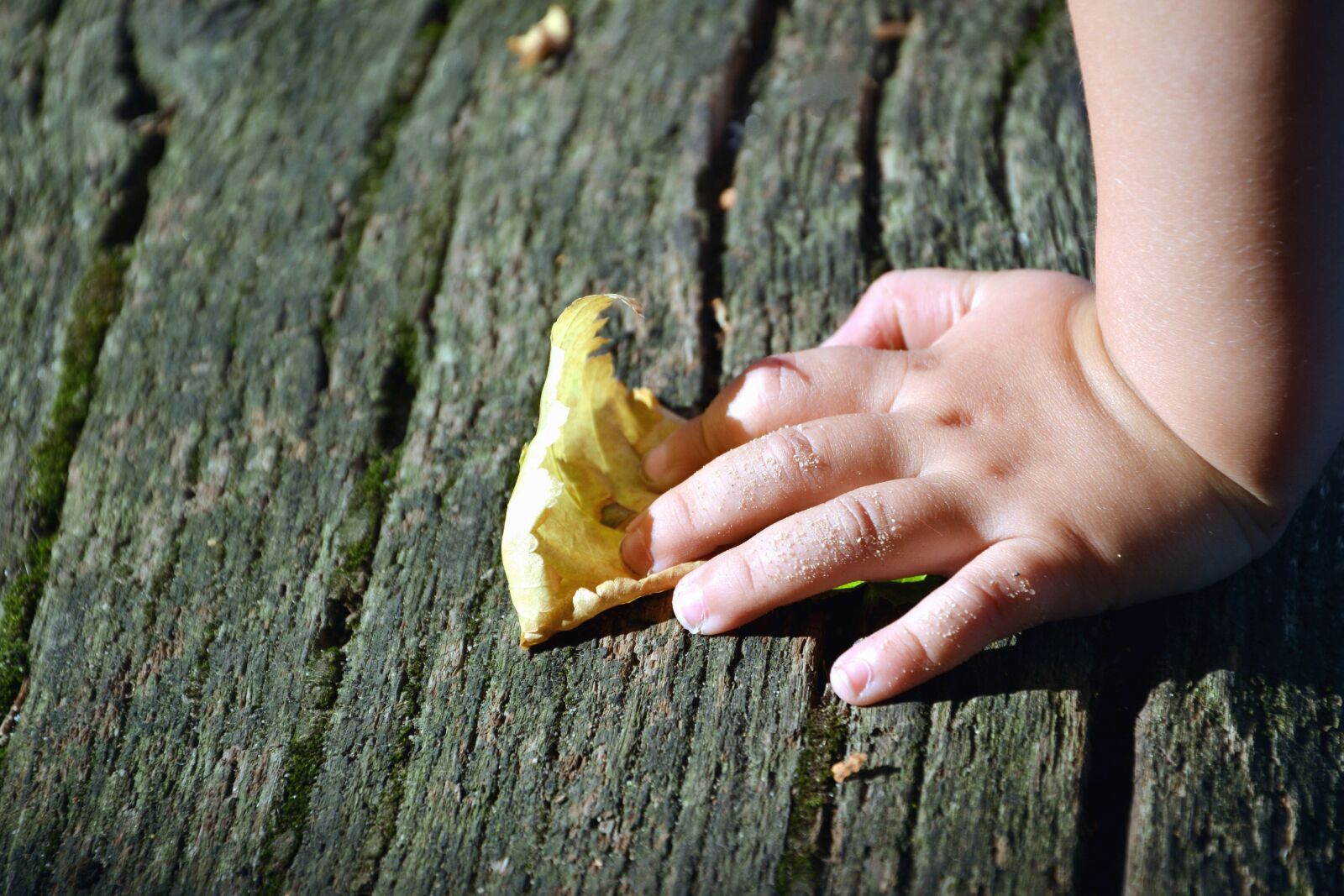 Nikon D5200 sample photo. Tree, leaf, hand, autumn photography