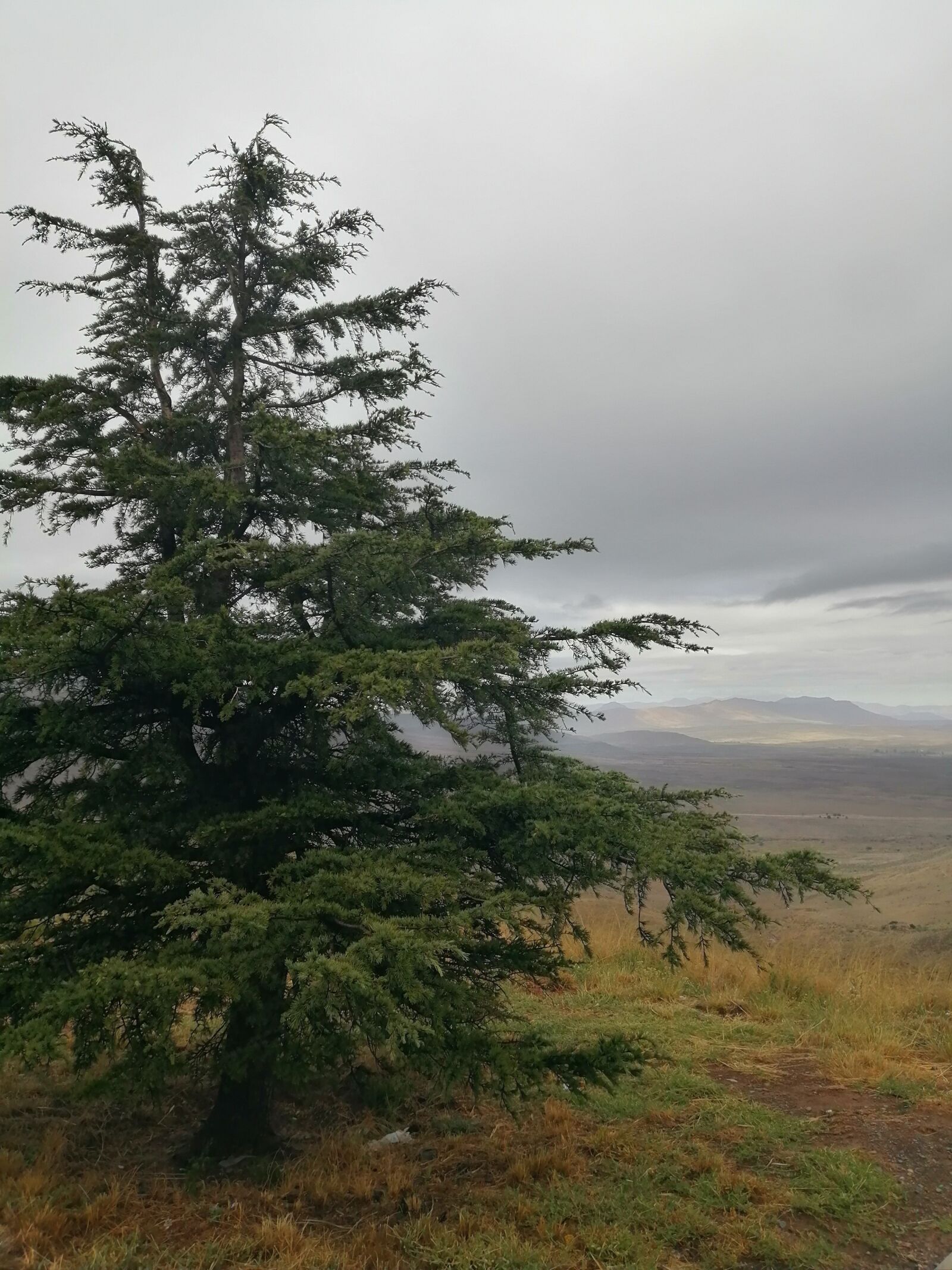 HUAWEI P SMART 2019 sample photo. Tree, winter, mist photography